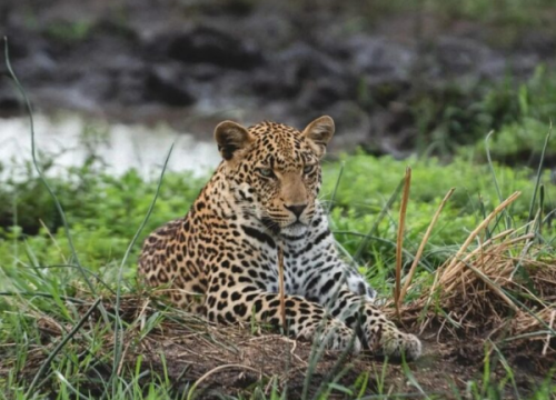 Jawai: Kingdom of Leopards