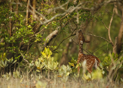 Sundarban: The Royal Bengal Trail