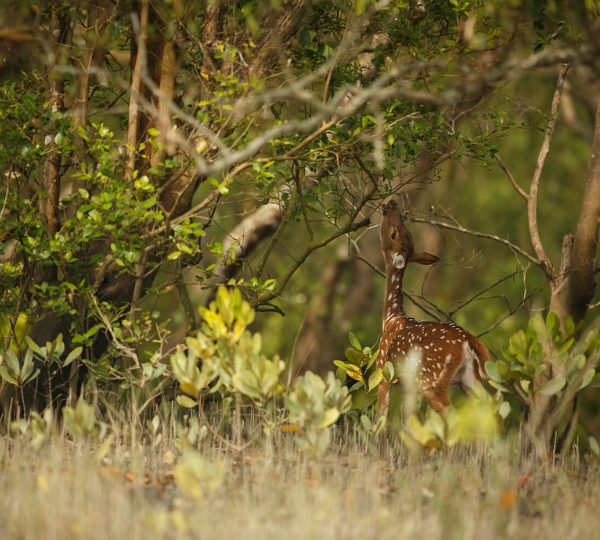 Sundarban: The Royal Bengal Trail